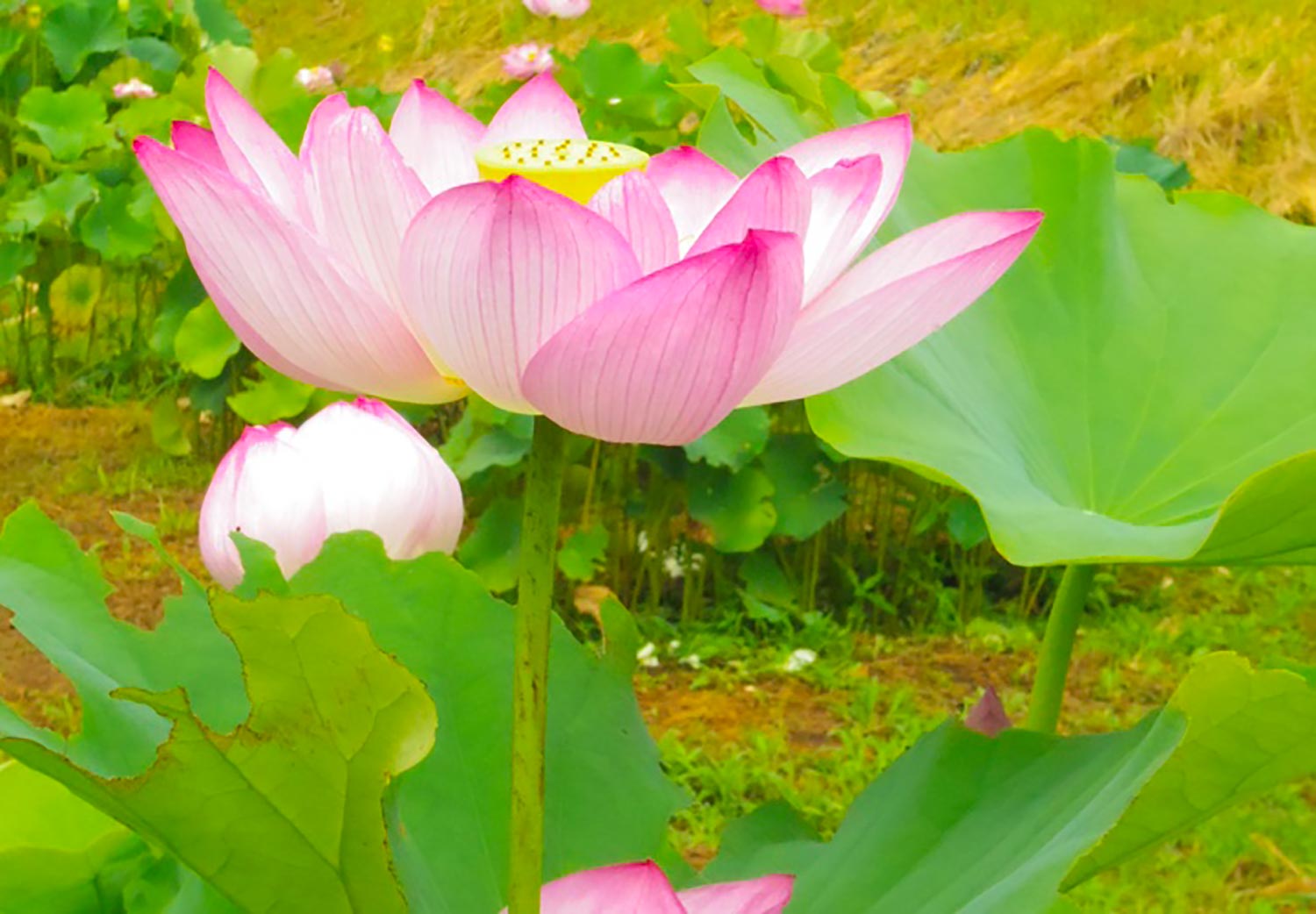 千葉の古民家　芳泉茶寮の瞑想について